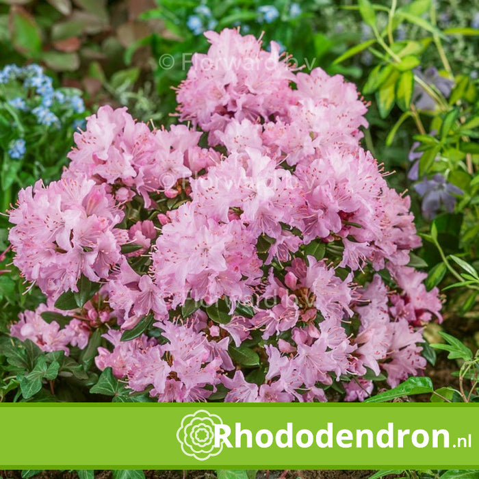 Dwerg Rhododendron 'Pintail'