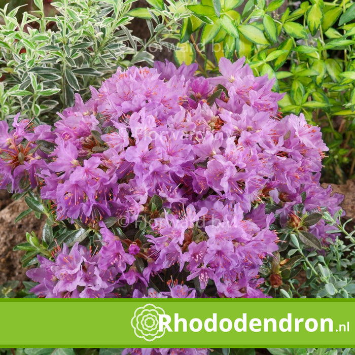Dwerg Rhododendron 'Fimbriatum'