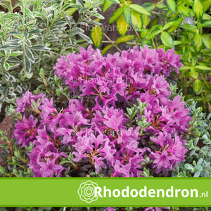 Dwerg Rhododendron 'Frost Hexe'