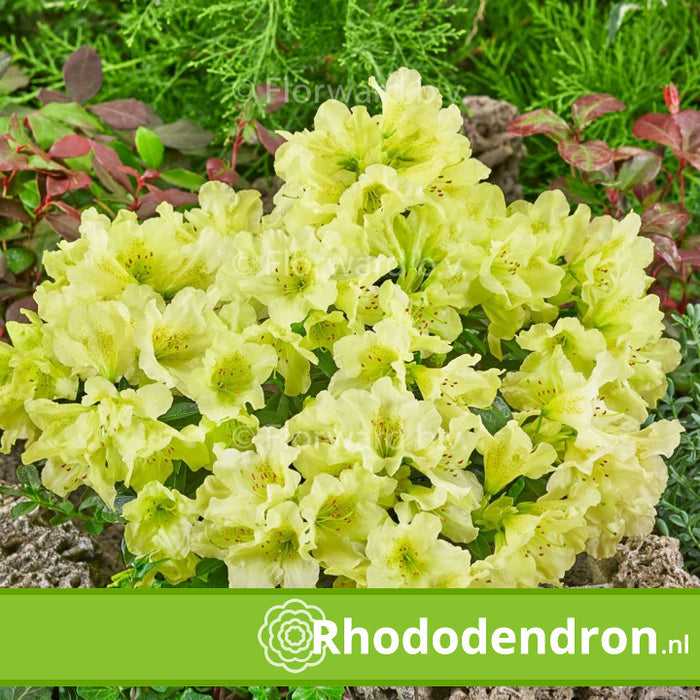 Dwerg Rhododendron 'Curlew'