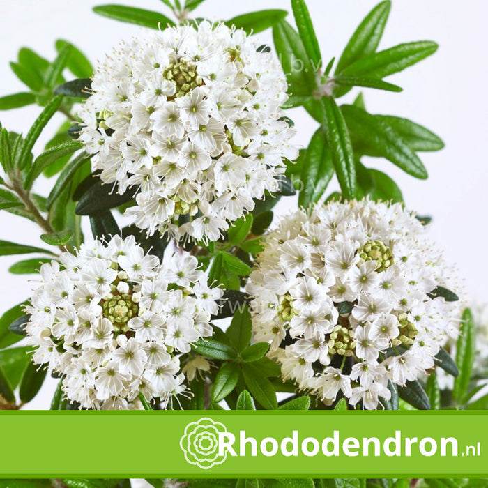 Dwerg Rhododendron 'Milky Way'