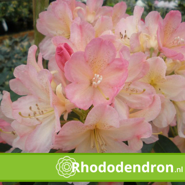 Rhododendron Yakushimanum 'Percy Wiseman'