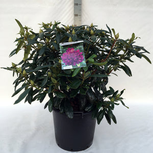 Rhododendron 'Marcel Menard'