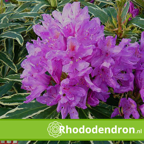 Rhododendron 'Ponticum Variegatum'