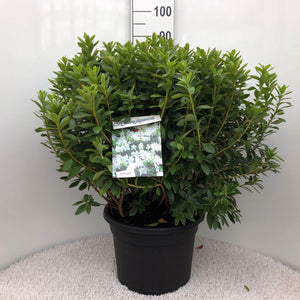 Azalea Japonica 'Luzi'