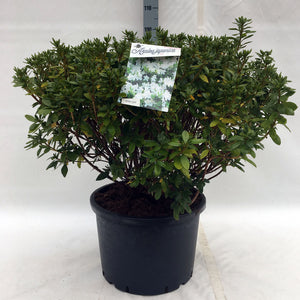 Azalea Japonica 'Luzi'