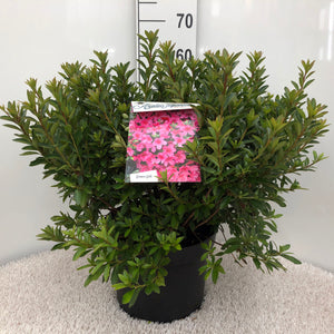 Azalea Japonica 'Mad. Van Hecke'