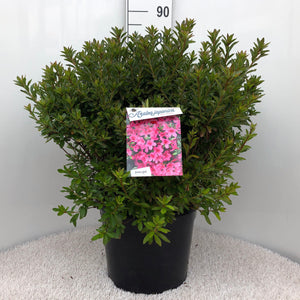 Azalea Japonica 'Mad. Van Hecke'