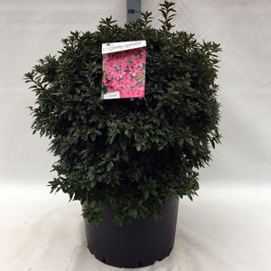 Azalea Japonica 'Mad. Van Hecke'