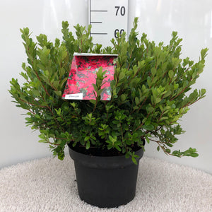 Azalea Japonica 'Toreador'