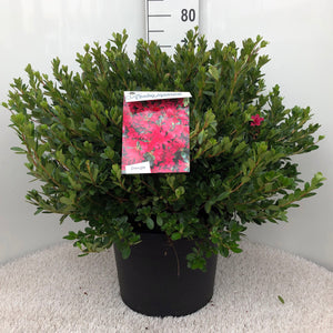 Azalea Japonica 'Toreador'