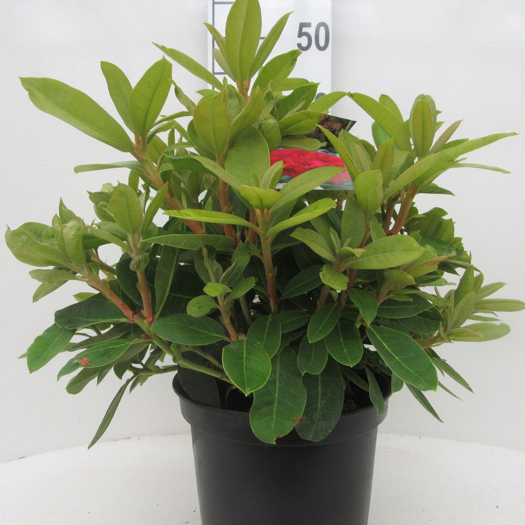 Rhododendron 'Red Jack'