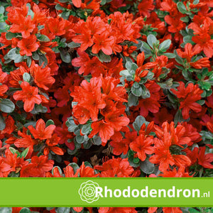 Azalea Japonica 'Addy Wery'