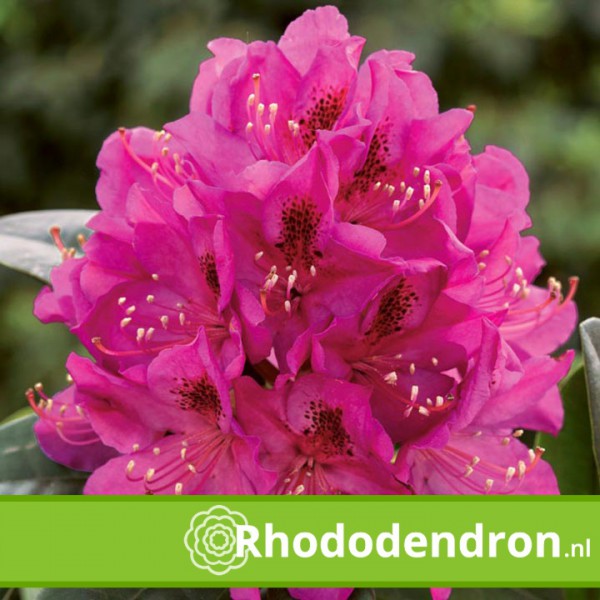 Rhododendron 'Anah Kruschke'