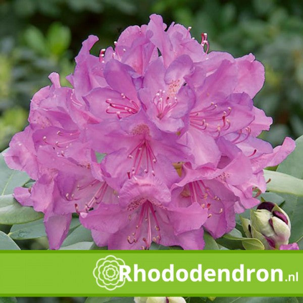 Rhododendron catawbiense 'Boursault'