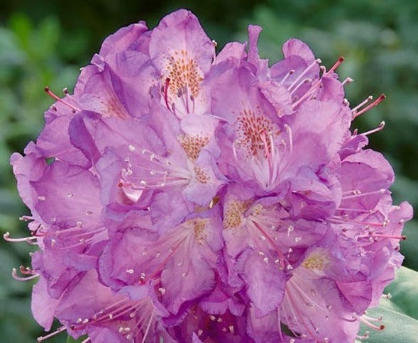 Rhododendron catawbiense 'Grandiflorum'