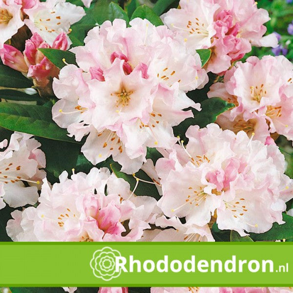 Rhododendron 'Christmas Cheer'