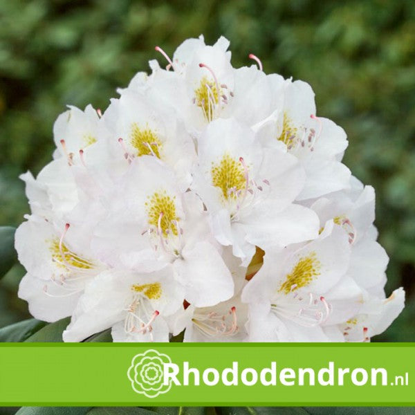 Rhododendron 'Cunningham´s White'