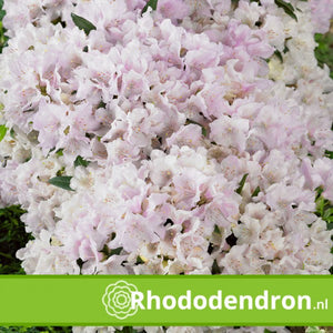 Dwerg rhododendron 'Impeditum Alba'