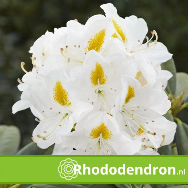 Rhododendron 'Madame Masson'