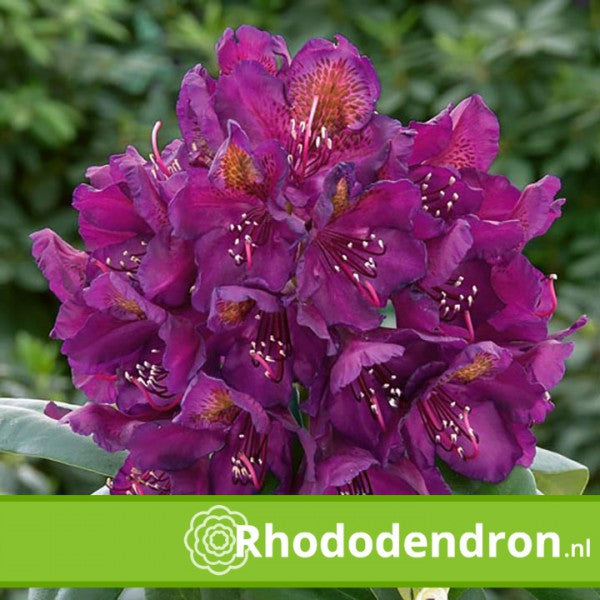 Rhododendron 'Marcel Menard'