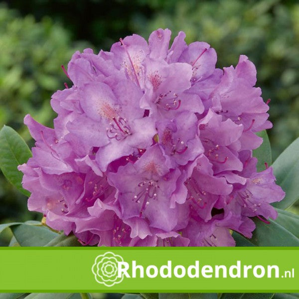 Rhododendron 'Roseum Elegans'
