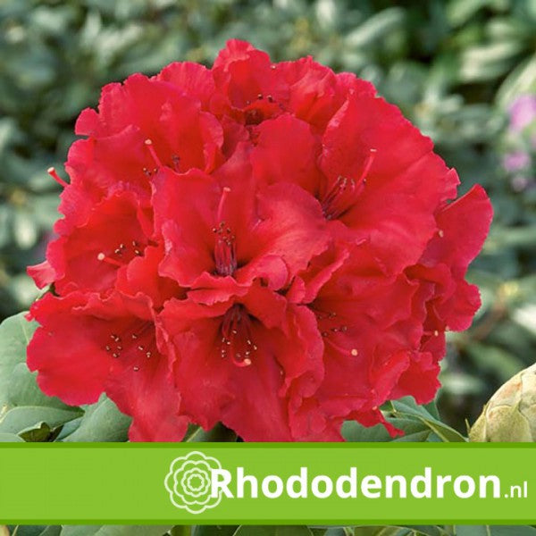 Rhododendron 'Red Jack'