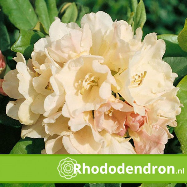 Rhododendron Yakushimanum 'Golden Torch'