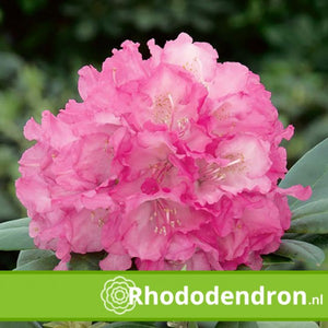 Rhododendron Yakushimanum 'Polaris'